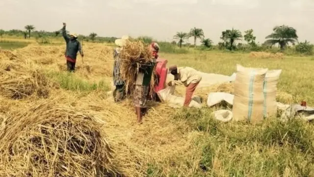 Manoman shinkafa a Najeriya