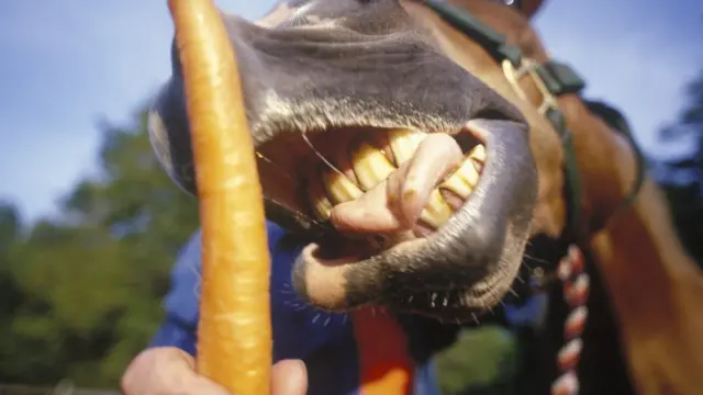 Cavalo comendo cenoura