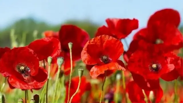 red poppy