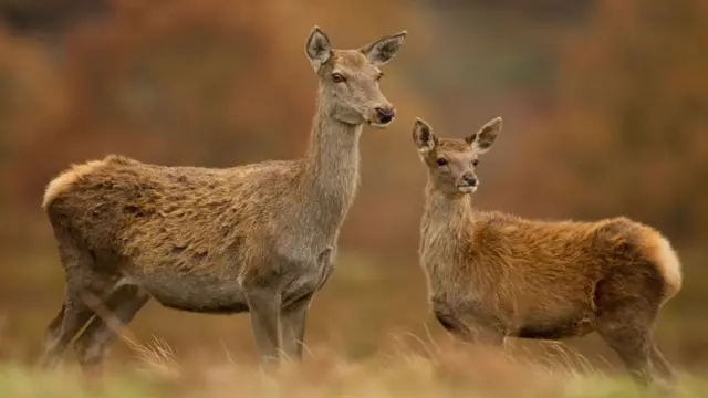 стать дитини