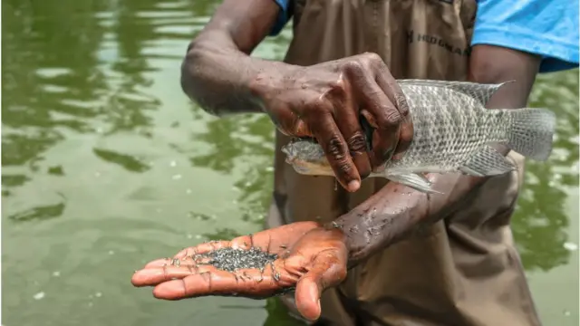 আফ্রিকা অঞ্চল থেকে তেলাপিয়া মাছটি বাংলাদেশে আনা হয়েছিল।