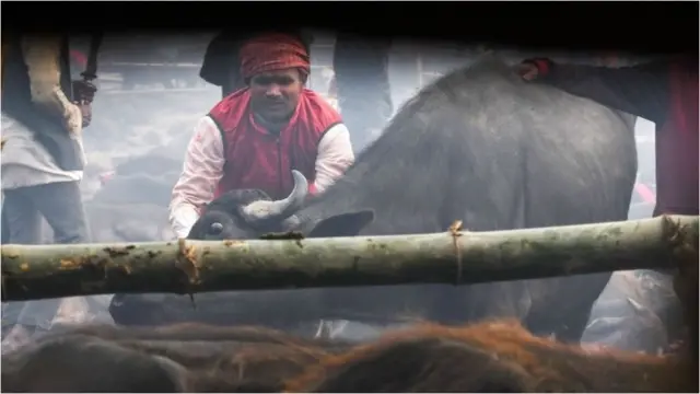 జంతుబలి