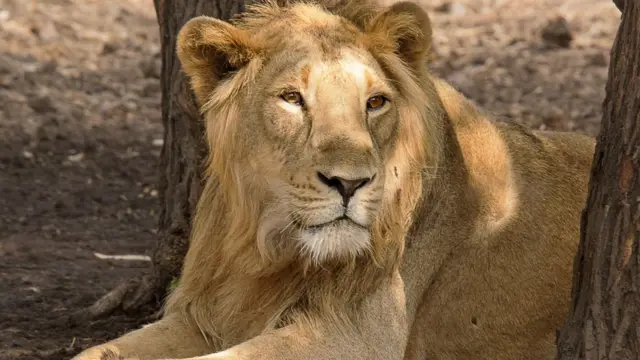 சிங்கம்