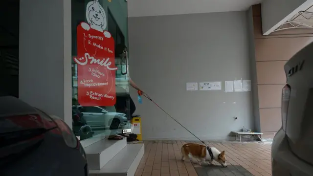 สุนัขพันธุ์คอกี้เดินนำหน้าเจ้าของออกจากสำนักงาน พร้อมด้วยสายจูง