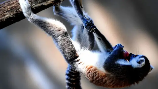 lemur
