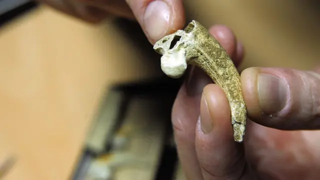 A white-tailed eagle talon bearing cut marks, polishing facets and abrasions, found along with seven others and an associated phalanx at the Krapina Nenadethals site in present Croatia more than a century ago.