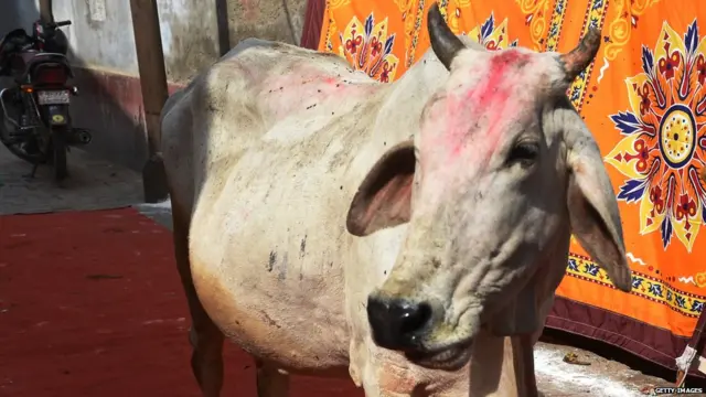 गाय उच्छ्वासाद्वारे ऑक्सीजन सोडत नसल्याचं विज्ञान म्हणतं.