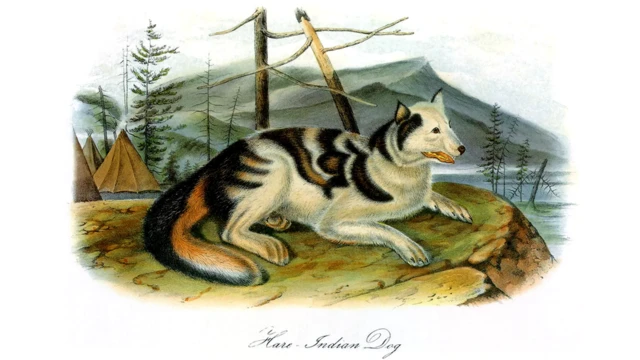 Охотничья собака, выведенная индейцами северной Канады, исчезла в XIX веке, смешавшись с европейскими породами