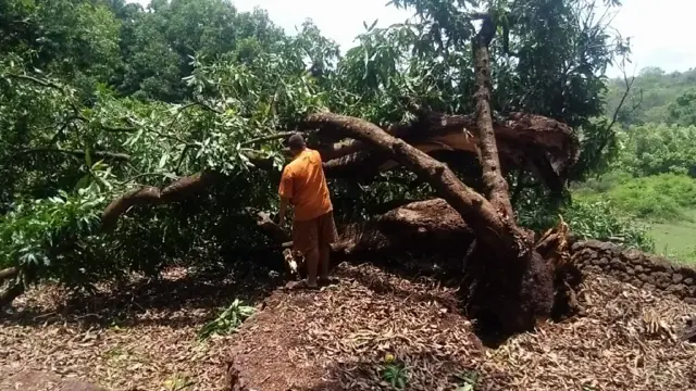 कोकणातल्या हापूस आंब्याला चक्रीवादळाचा तडाखा
