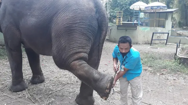 gajah