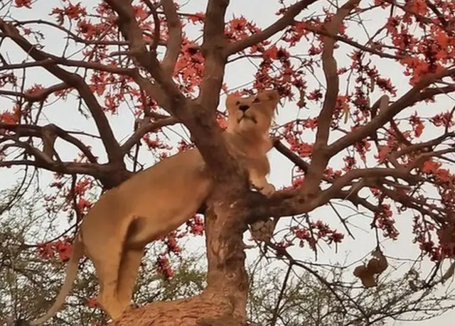 કેસૂડાના વૃક્ષ પર ઊભેલો સિંહ