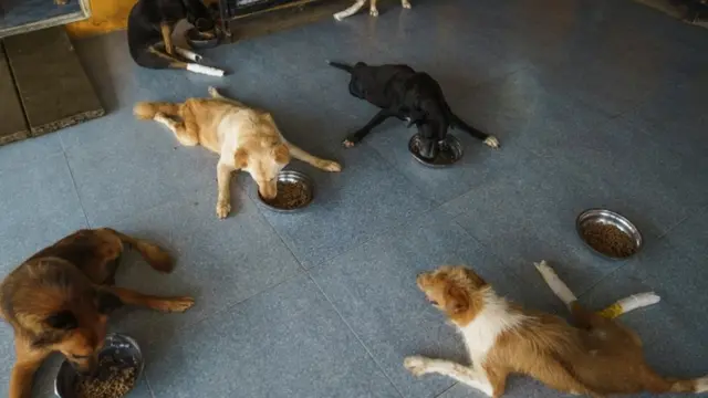 สุนัขพิการ