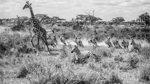 धावणाऱ्या जिराफ आणि झेब्रांचा फोटो