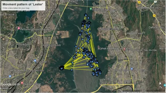सॅटेलाइट टॅगिंग केल्यानंतर मिळालेली पक्षाच्या प्रवासाची माहिती