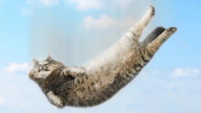 Летящий кот