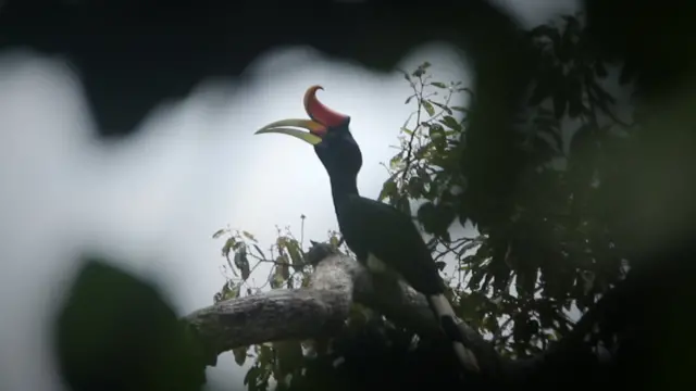 นกเงือก