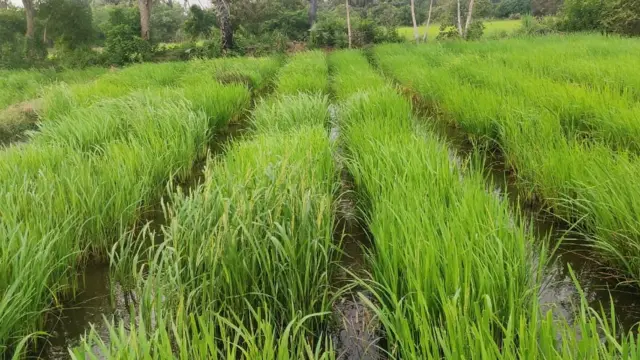 பாரம்பரிய நெல் ரகங்கள்