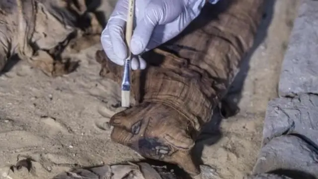 பூனையின் 'மம்மி': நான்காயிரம் ஆண்டு சுவாரஸ்யம்