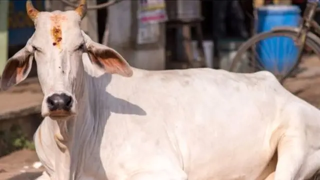 गाय