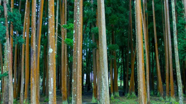 شجرة كريبتوميريا (الأرز الياباني)