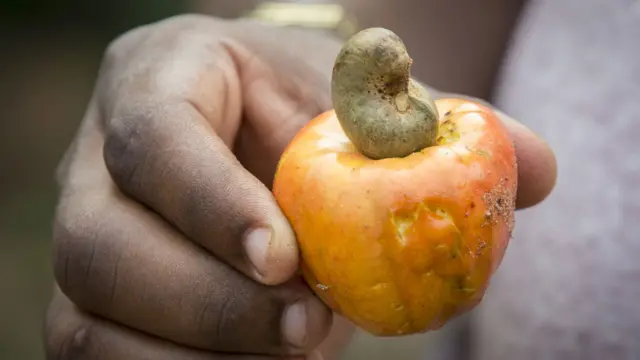 Fruto de cajú con la castaña arriba