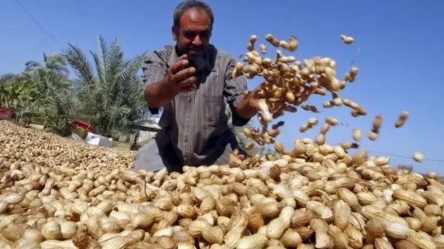 వేరు శనగలు, రైతులు