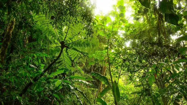 உண்மையான Man Vs Wild - வழி தெரியாமல் காட்டில் சிக்கிக் கொண்ட ஒரு குடும்பம்