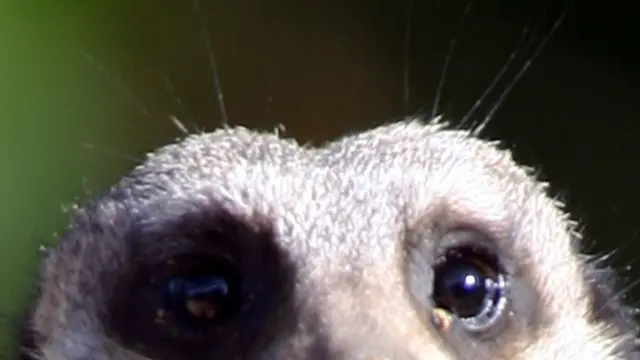 Suricata
