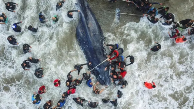عدد من الرجال يحيطون بسمكة عظيمة في البحر