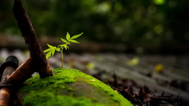 Árbol
