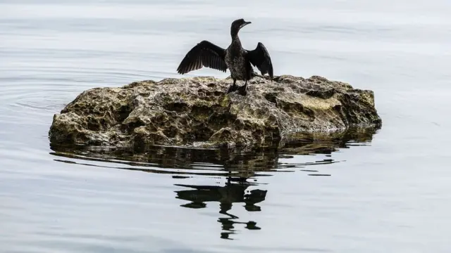 Pássaro no Lago Ohrid