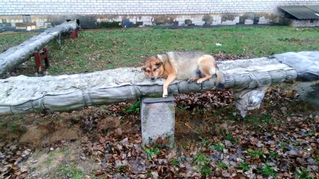 Сосиска любит погреться на трубах отопления