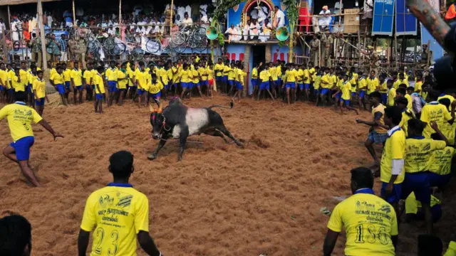 ஜல்லிக்கட்டு