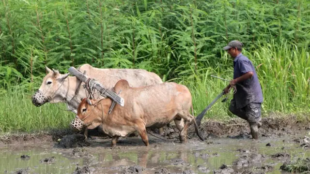 खेतीपाती