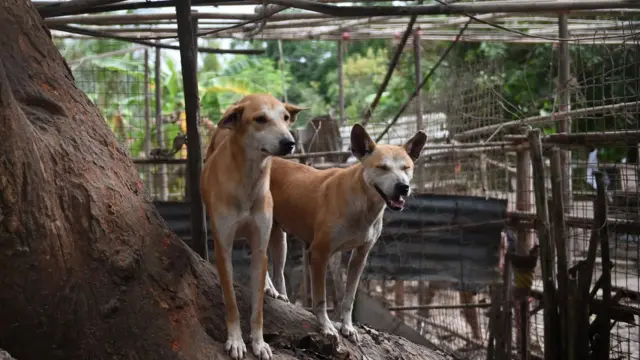 ရန်ကုန်မြို့တနေရာက လမ်းဘေးခွေးများ