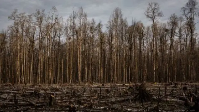 Kebakaran Hutan Di Kalimantan Tengah: Putusan MA Bebaskan Perusahaan ...