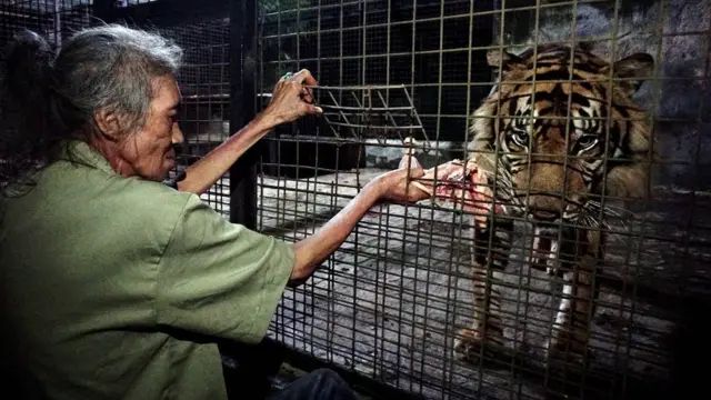 জীববৈচিত্র্য রক্ষায় বাঘের নিরাপদ পরিবেশ সৃষ্টি করাটা জরুরী