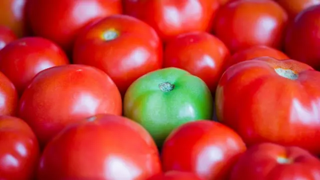 vegan, vegetarian, pemakan daging, omnivora