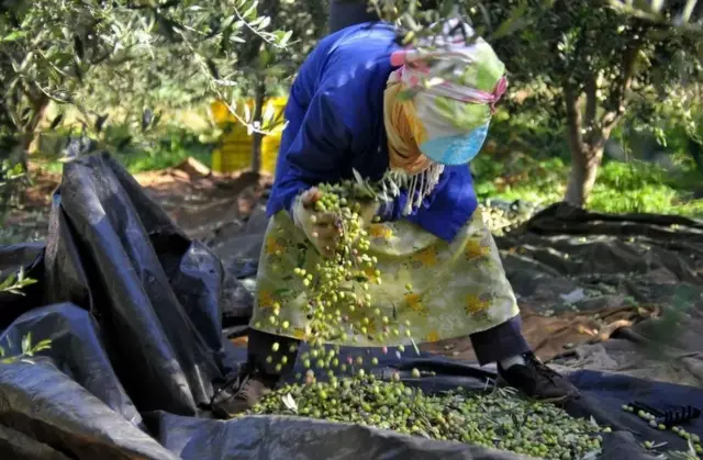 الزيتون في تونس