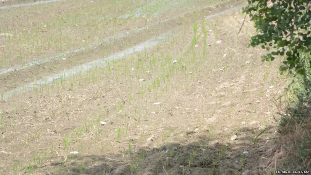 ਖੇਤੀ ਕਿਸਾਨ ਧਰਨਾ ਪੰਜਾਬ