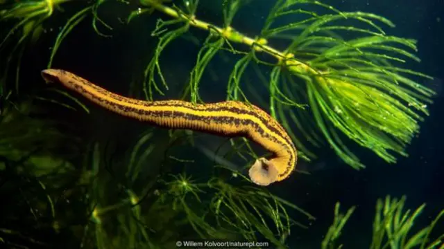 Tsutsa mai shan jini (Hirudo medicinalis)