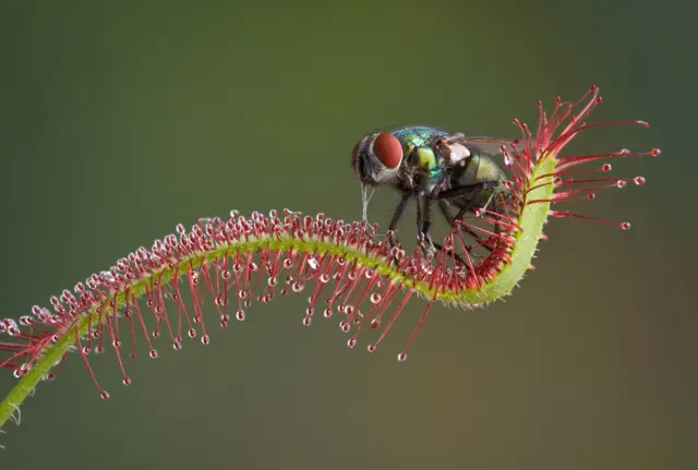 drosera