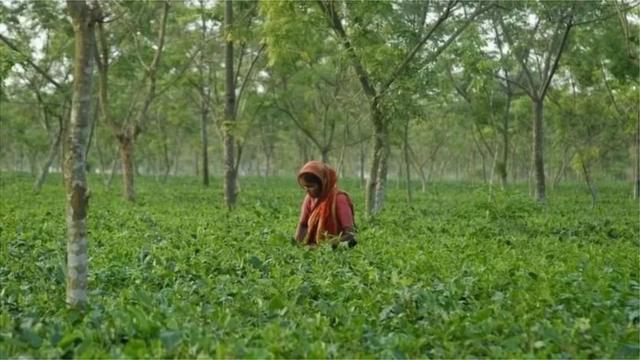 চা শ্রমিক