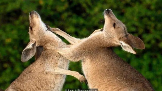 Dalaşan boz kenqurular (Macropus giganteus)