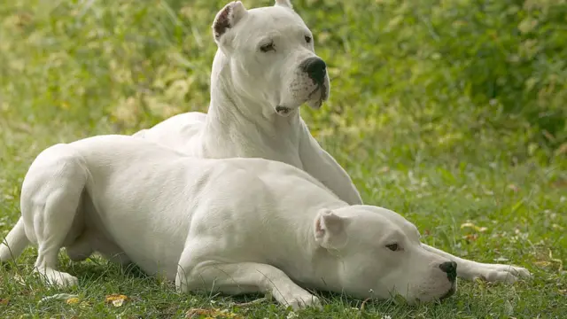 El dogo argentino está incluido en la lista.