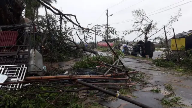 गिरे हुए पेड़