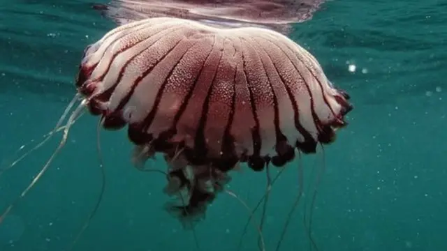 समंदर के नीचे ज़िंदगी