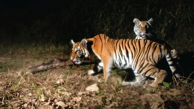 เสือโคร่ง