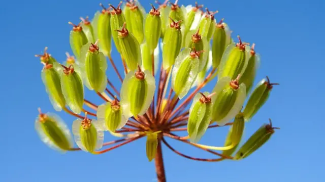 Смертноносная ворсинчатая морковь Thapsia villosa