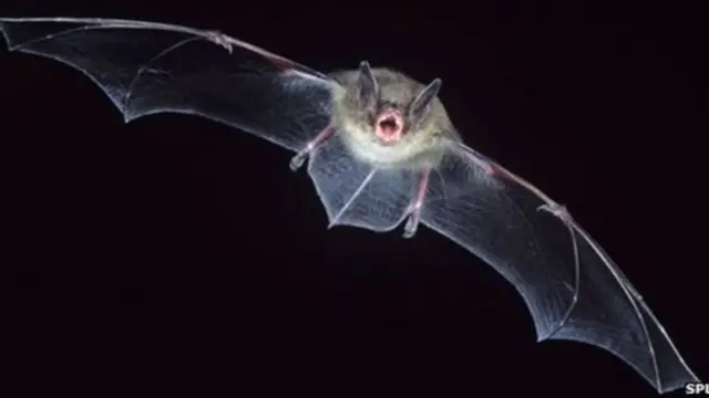 সারা পৃথিবীতে ১৪ হাজারেরও বেশি বাদুড়ের প্রজাতি আছে